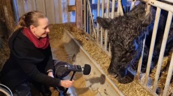 In the Barn